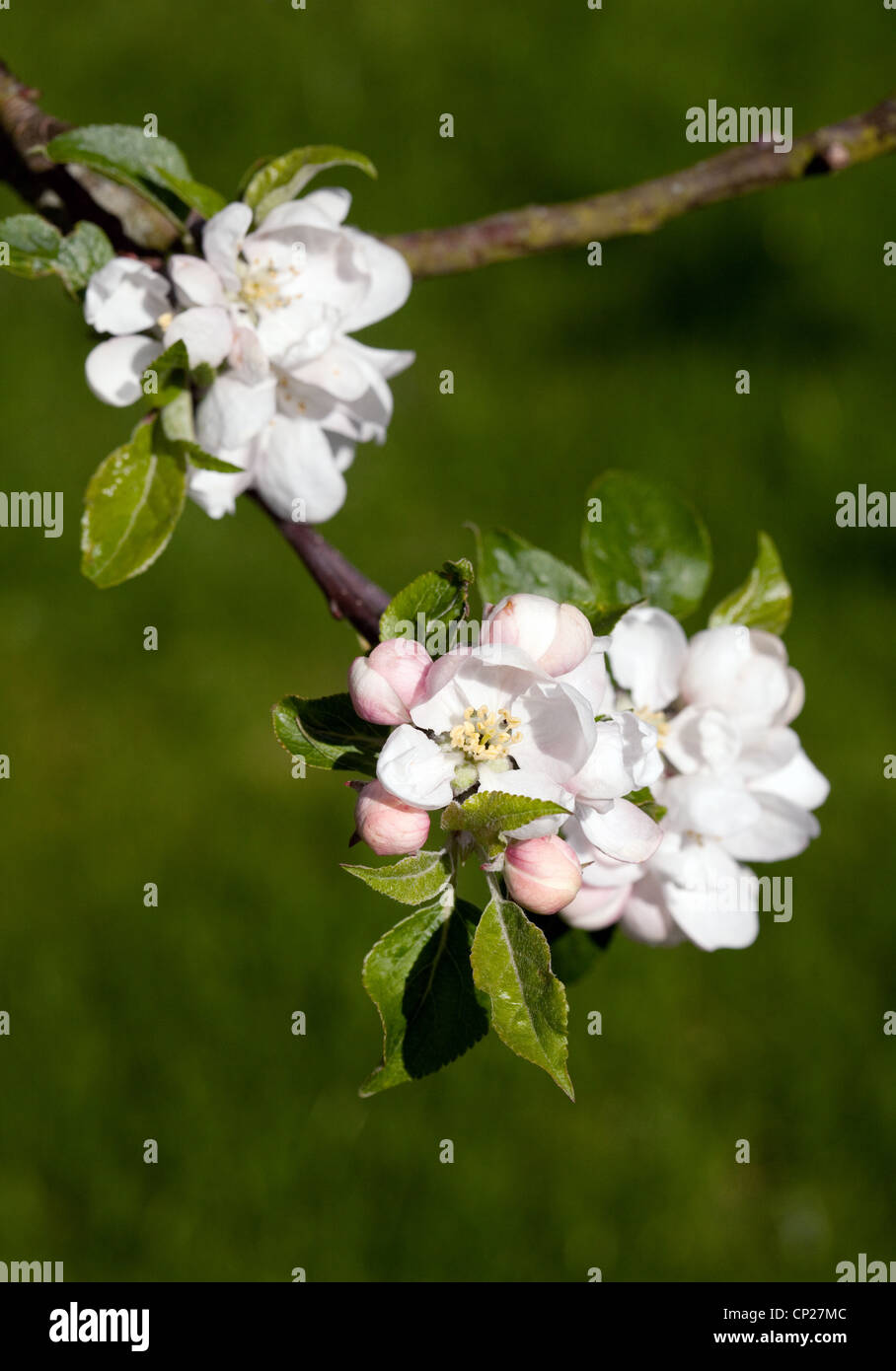 Apple blossom, variety 'Discovery', UK Stock Photo
