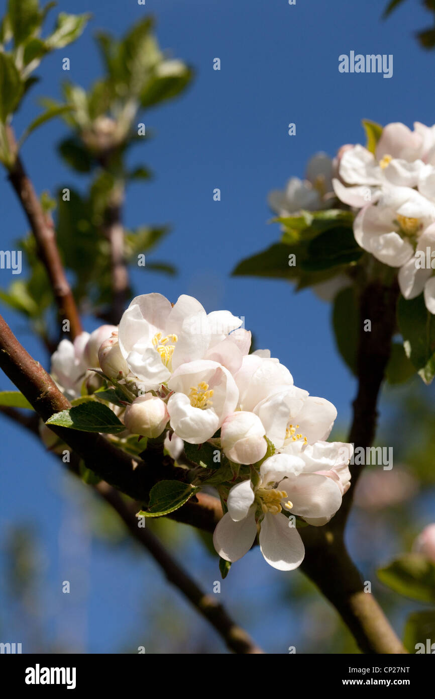 Close up of Apple tree blossom, variety 'Discovery', UK Stock Photo