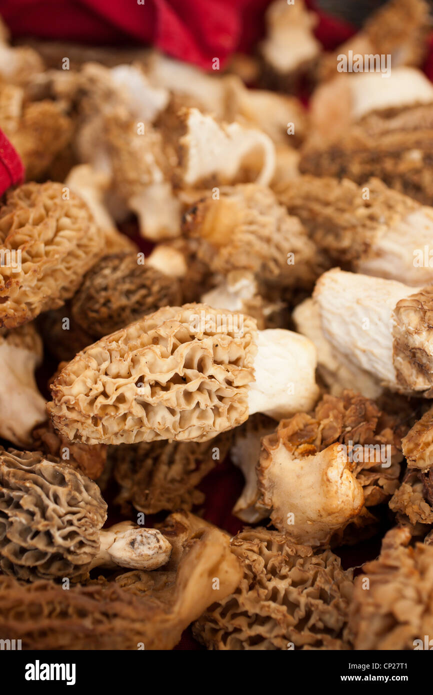Morel mushroom hires stock photography and images Alamy