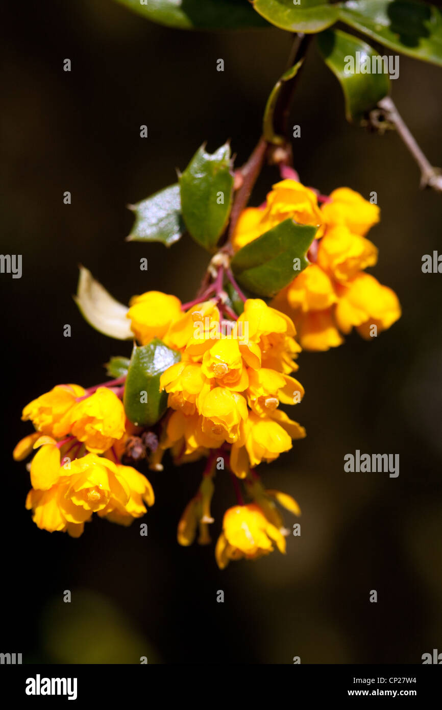 Berberis darwinii flowers, UK Stock Photo