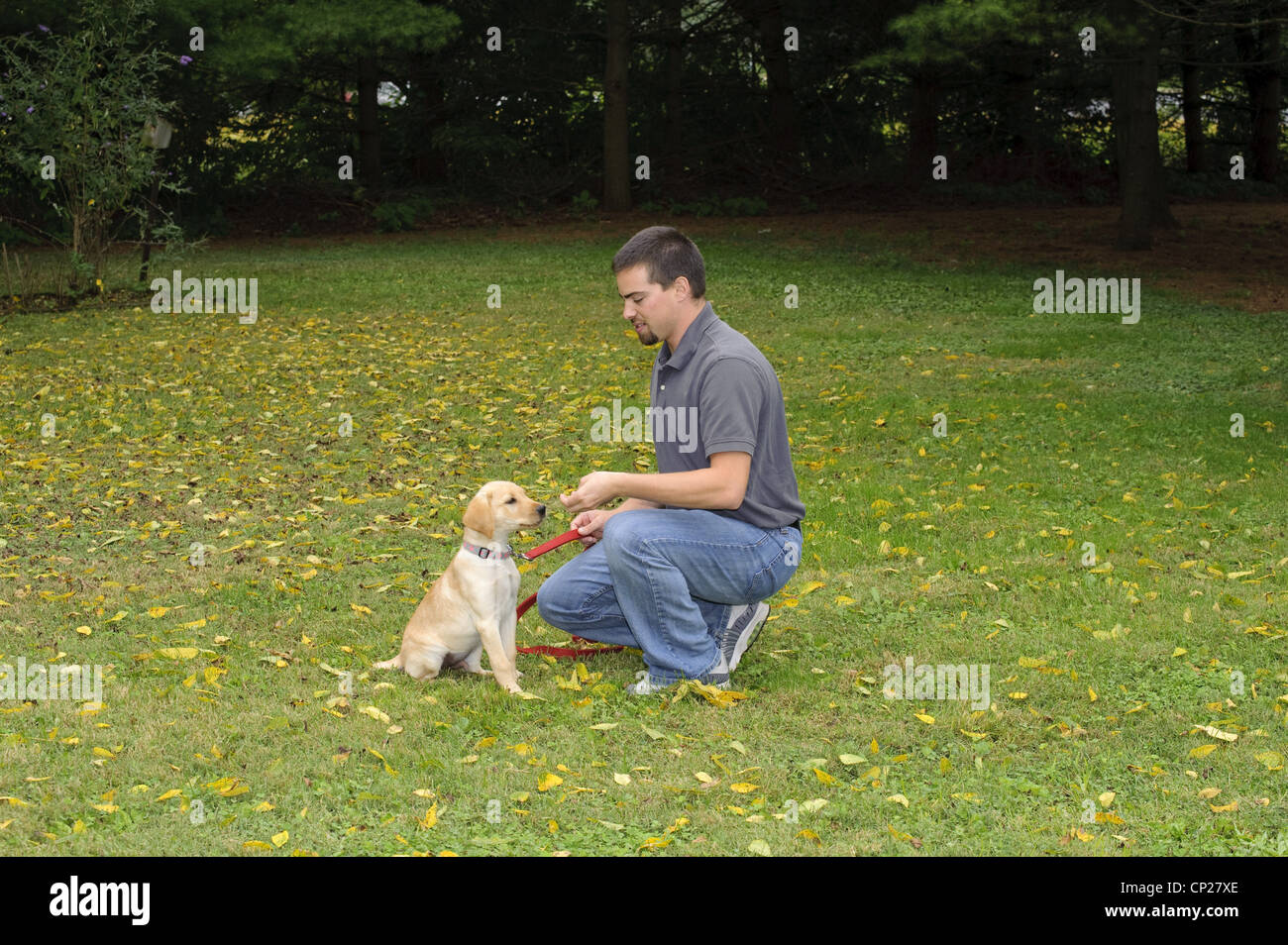 OBEDIENCE TRAINING OF YELLOW LAB PUPPY 3 1/2 MONTHS OLD Stock Photo Alamy