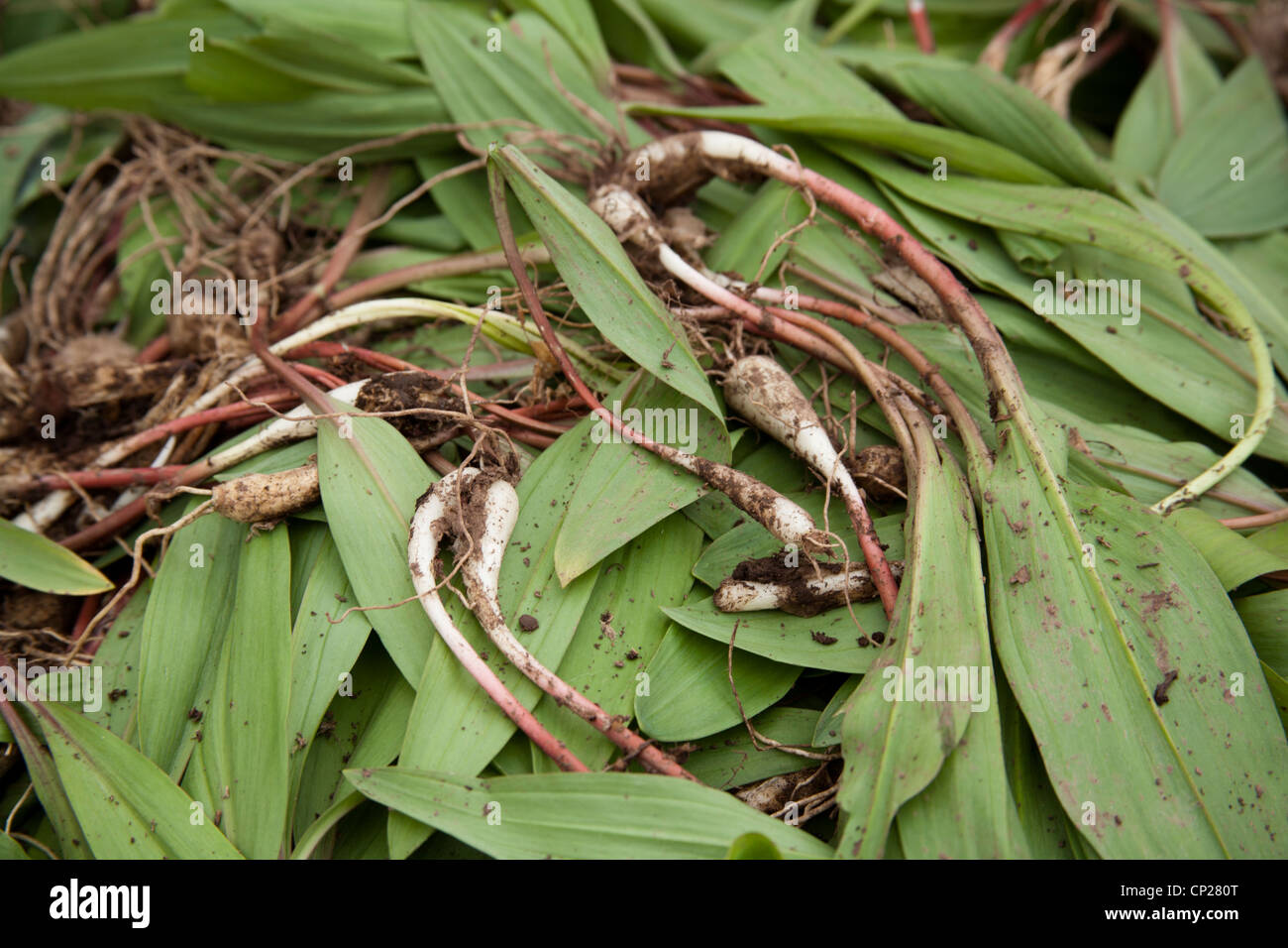 Ramps also known as Wild Leeks, Richwood, West Virginia, USA Appalachia Stock Photo