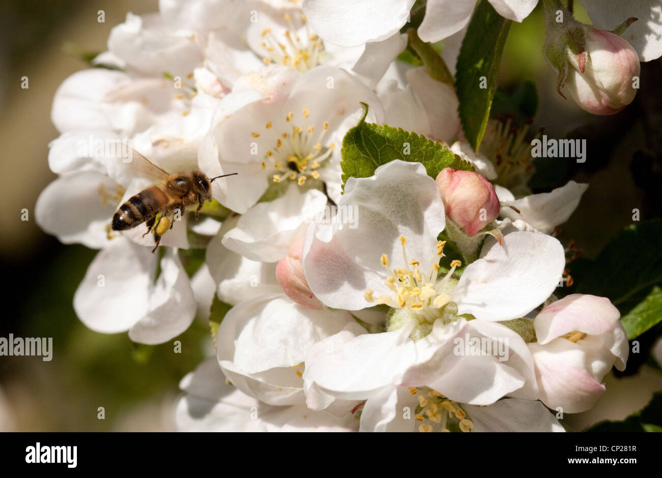 Honey Bee (Apis Mellifera) on apple blossom, UK Stock Photo Alamy