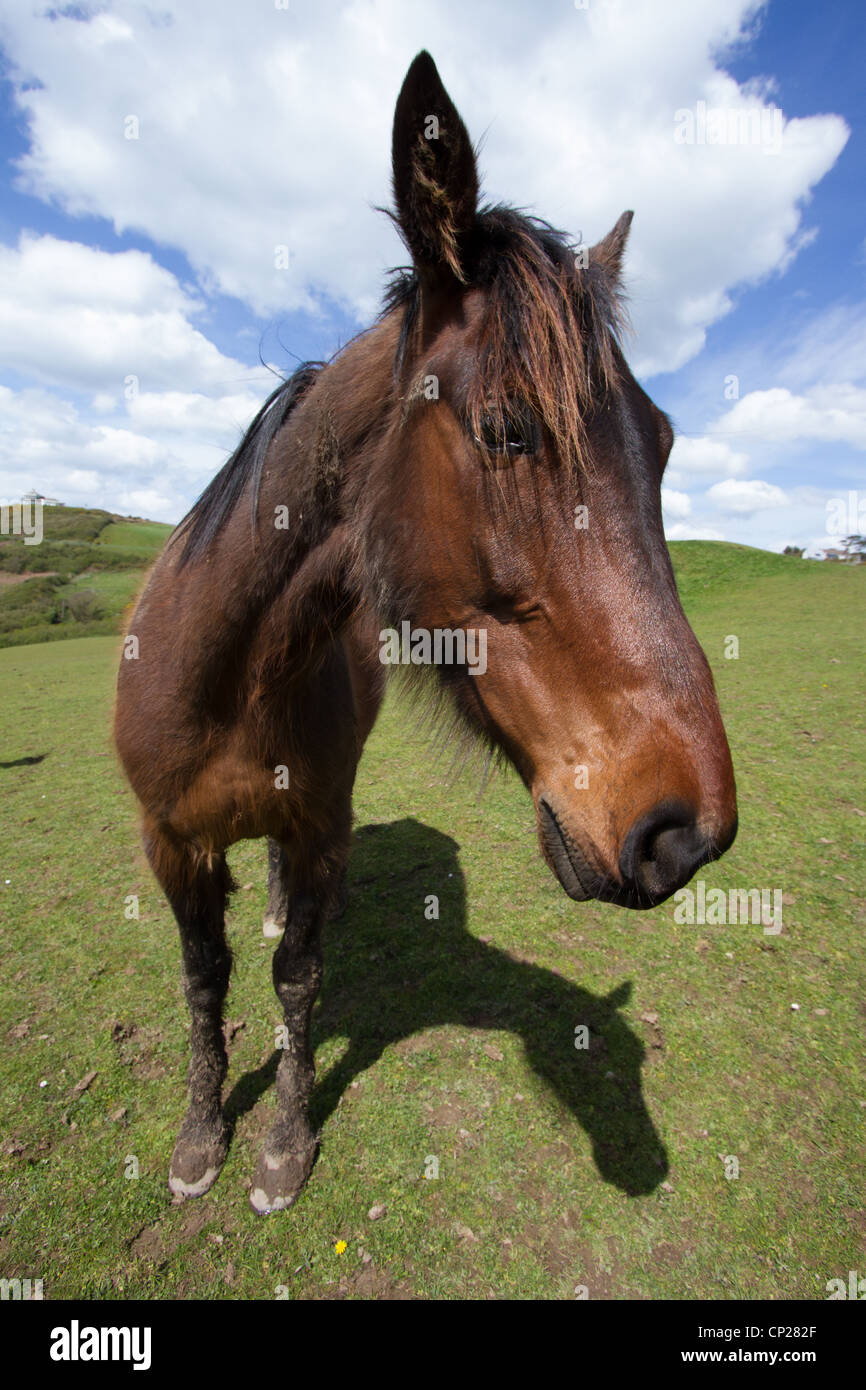 A dark brown horse looking into the camera with blues skies and clouds