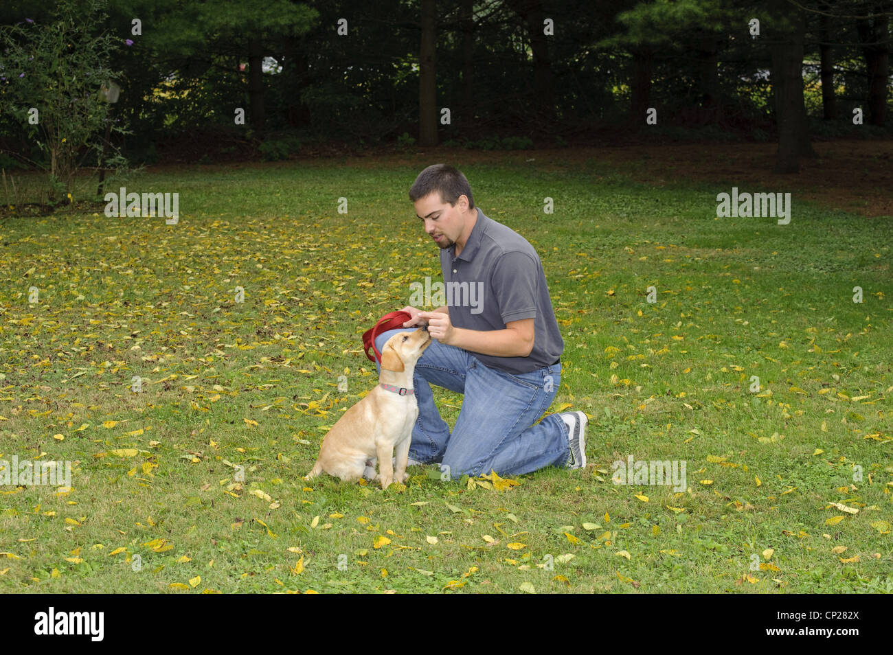 Yellow Lab Exercise OBEDIENCE TRAINING OF YELLOW LAB PUPPY 3 1/2 MONTHS OLD Stock Photo - Alamy