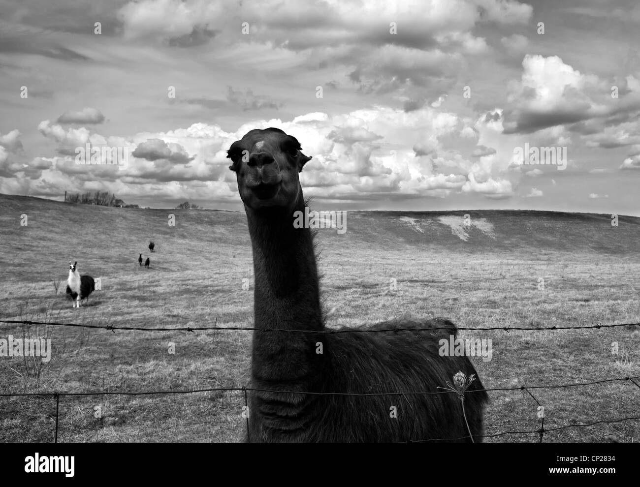 Black and White Llama Stock Photo