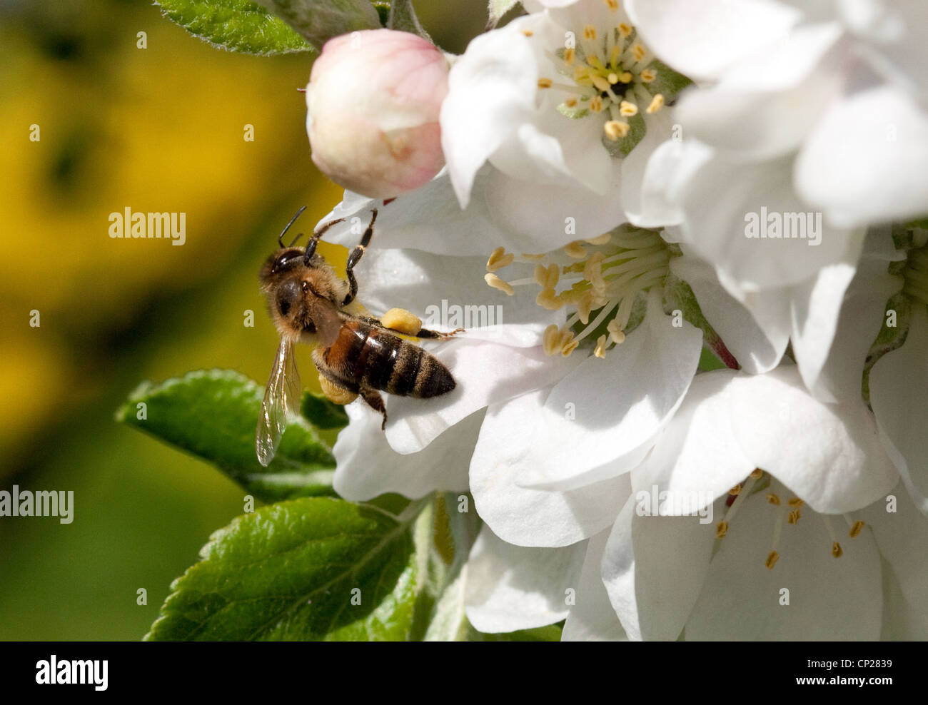 Close up of Honey Bee (Apis Mellifera) on apple blossom, UK Stock Photo