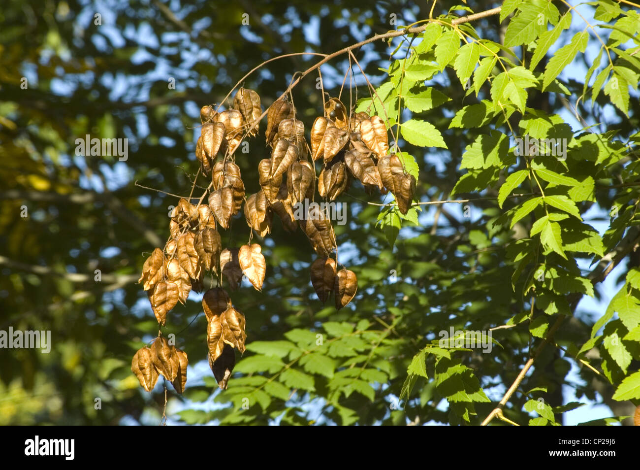 CLOSE-UP OF SEED PODS ON GOLDEN RAIN TREE (KOELREUTERIA PANICULATA) / NEW JERSEY Stock Photo