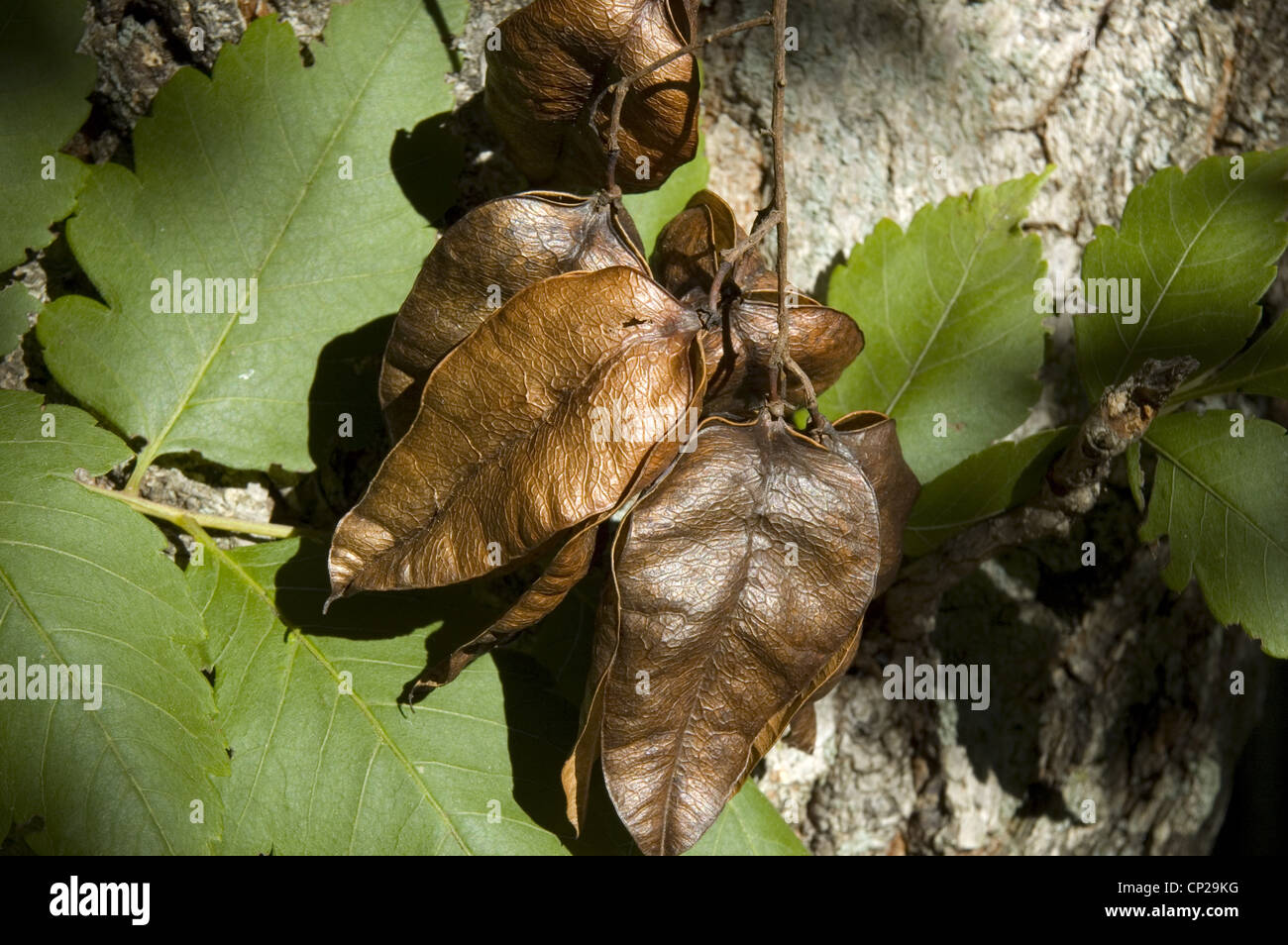 CLOSE-UP OF SEED PODS FROM GOLDEN RAIN TREE (KOELREUTERIA PANICULATA) / NEW JERSEY Stock Photo