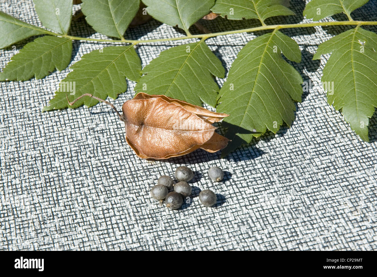 CLOSEUP OF SEED PODS FROM GOLDEN RAIN TREE (KOELREUTERIA PANICULATA Stock Photo 47994712 Alamy