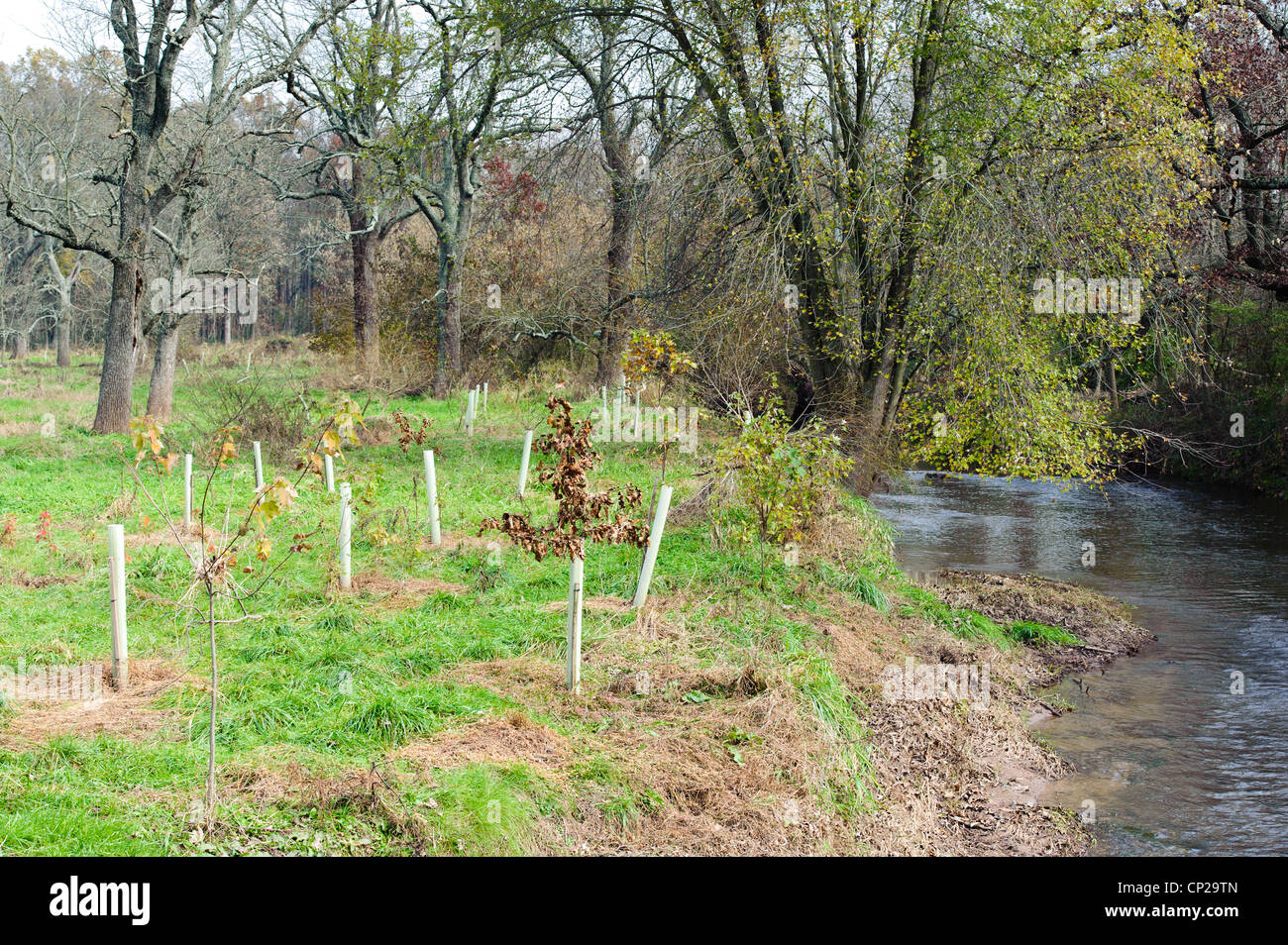 CONSERVATION RESERVE ENHANCEMENT PROGRAM (CREP)PLANTED TREES IN PROTECTIVE TUBES FOR STREAM BANK ENHANCEMENT Stock Photo