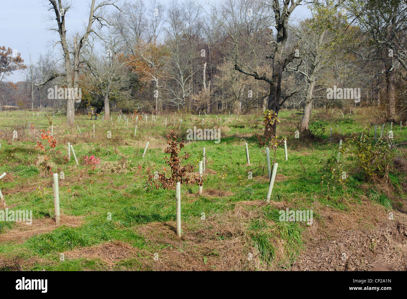 CONSERVATION RESERVE ENHANCEMENT PROGRAM (CREP)PLANTED TREES IN ...