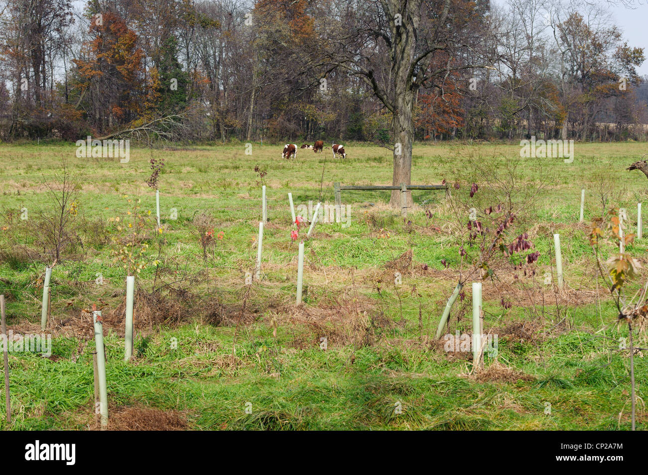 CONSERVATION RESERVE ENHANCEMENT PROGRAM (CREP)PLANTED TREES IN PROTECTIVE TUBES FOR STREAM BANK ENHANCEMENT Stock Photo