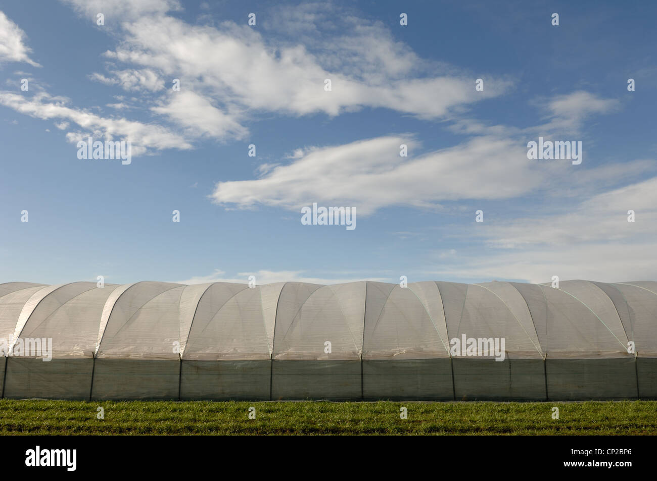 Poly tunnels in Surrey, England Stock Photo Alamy