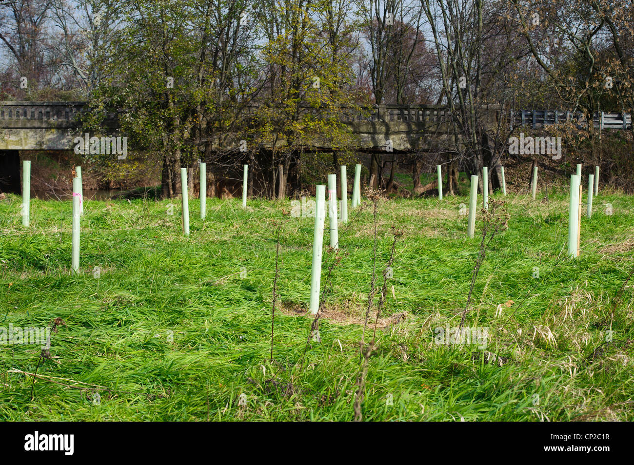 CONSERVATION RESERVE ENHANCEMENT PROGRAM (CREP)PLANTED TREES IN PROTECTIVE TUBES FOR STREAM BANK ENHANCEMENT Stock Photo