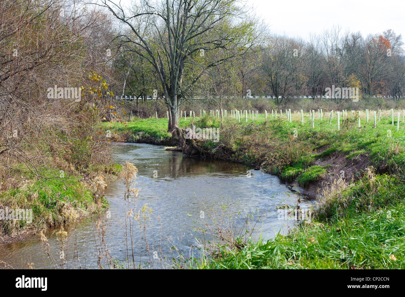 CONSERVATION RESERVE ENHANCEMENT PROGRAM (CREP)PLANTED TREES IN PROTECTIVE TUBES FOR STREAM BANK ENHANCEMENT CONEWAGO CREEK Stock Photo