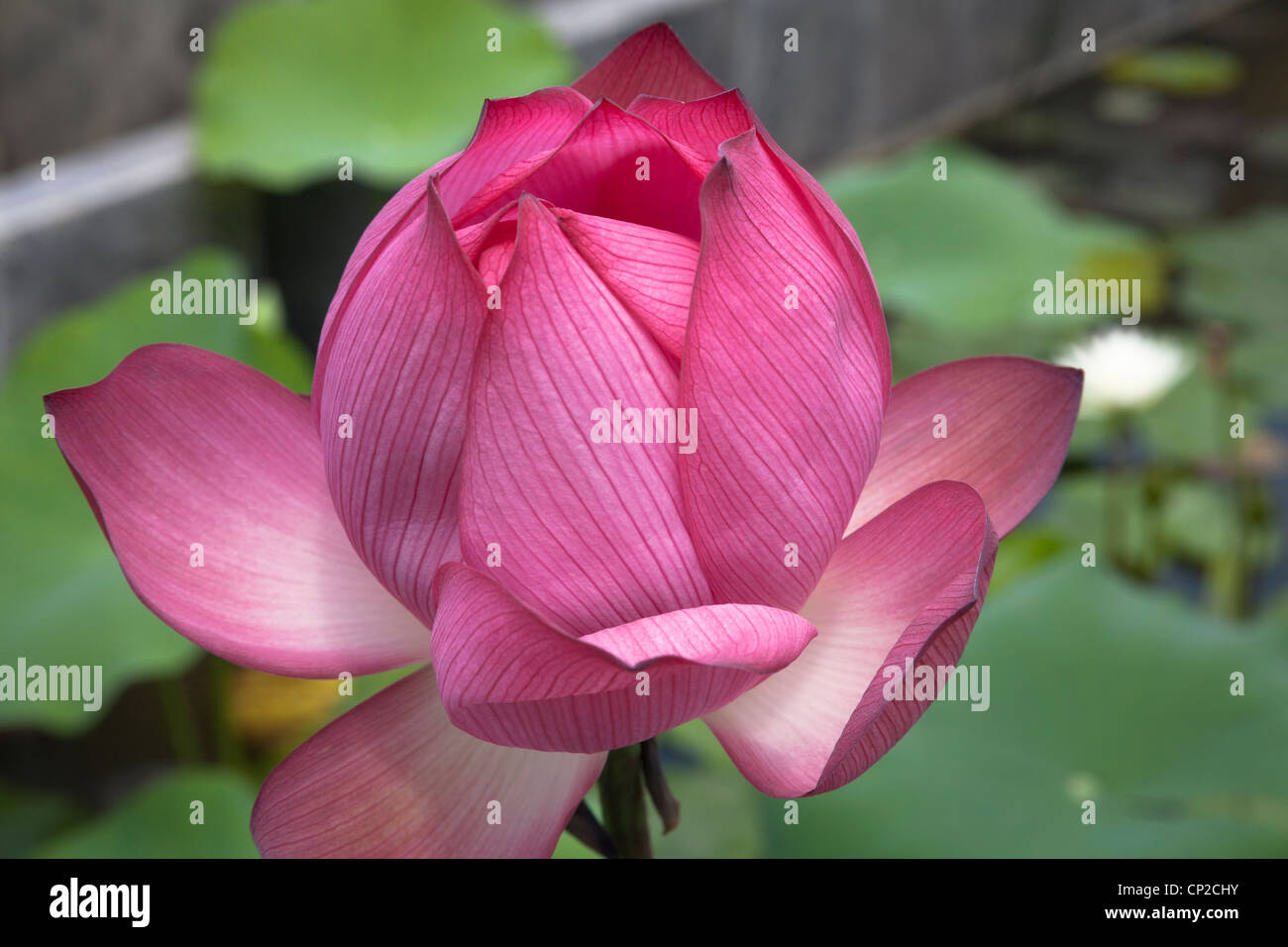 Lotus flower, Vietnam Stock Photo Alamy