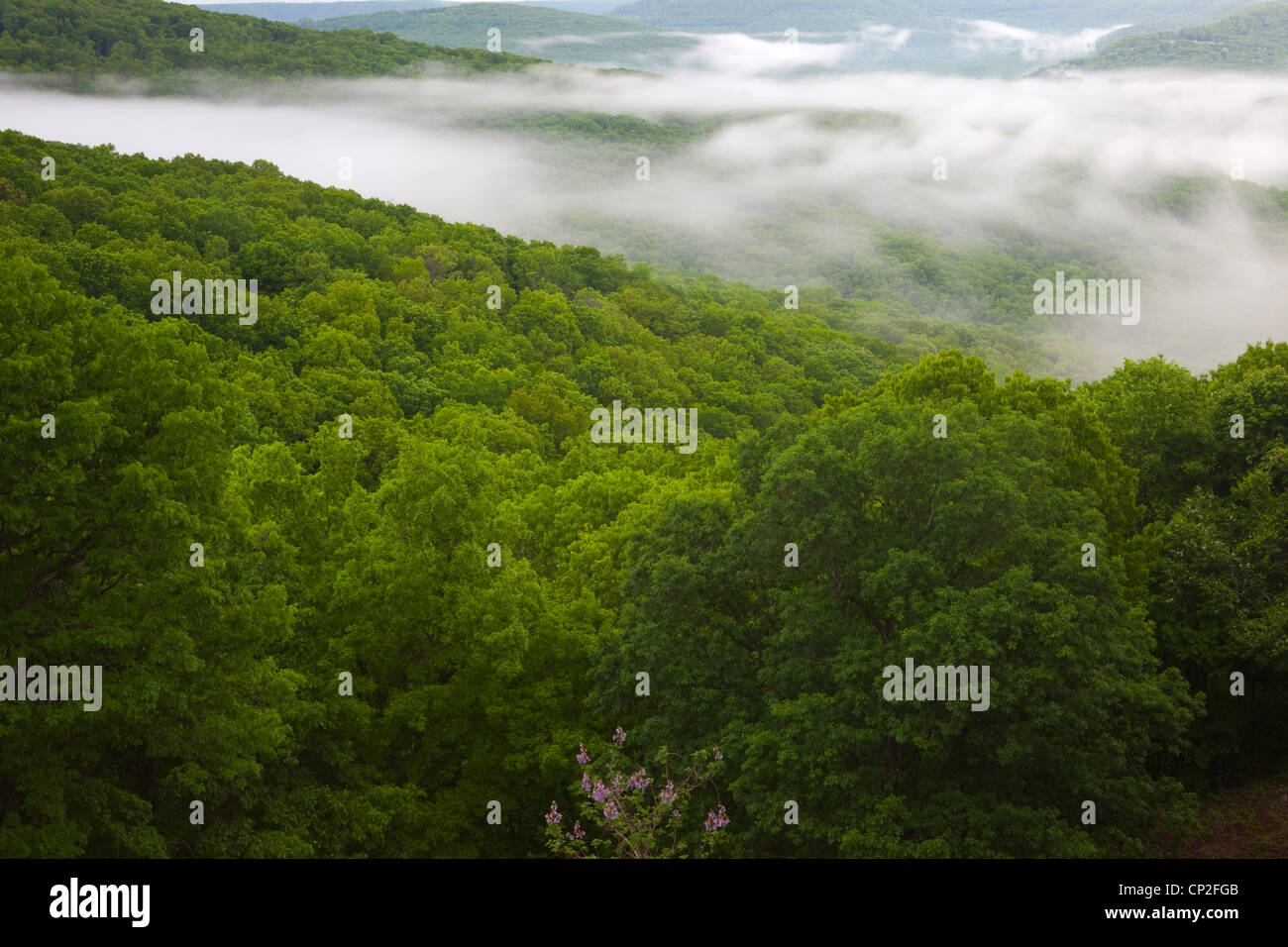 Misty Mountain Valley View near Artist Point - Ozark Mountains of Arkansas– USA Stock Photo