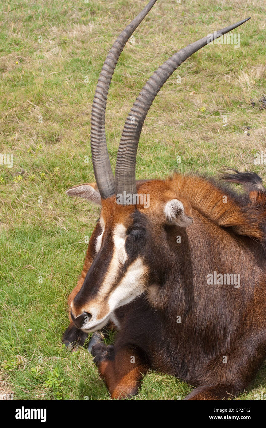 Africa Antelope Ears Sable Antelope Stock Photo - Alamy