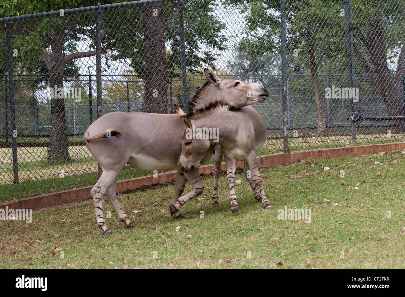 African Wild Ass Play Fighting African Wild Ass Play Fighting
