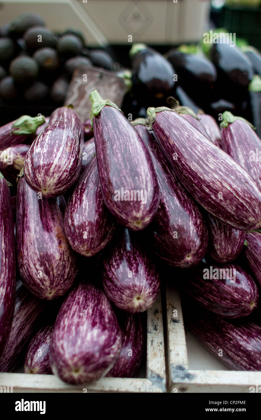 Farm fresh striped eggplant / aubergines on display at a Spanish market