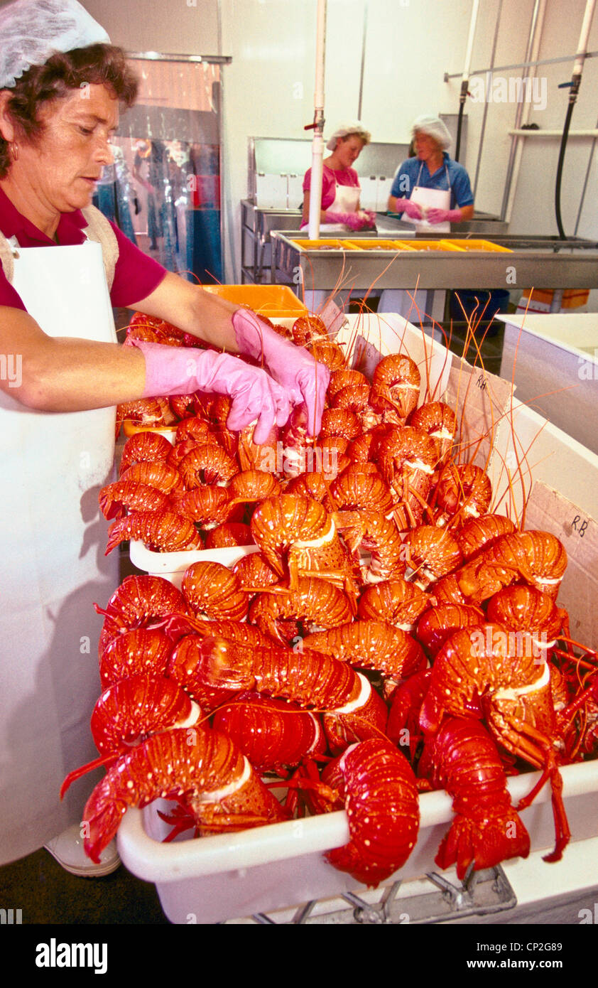 Australian lobsters hires stock photography and images Alamy