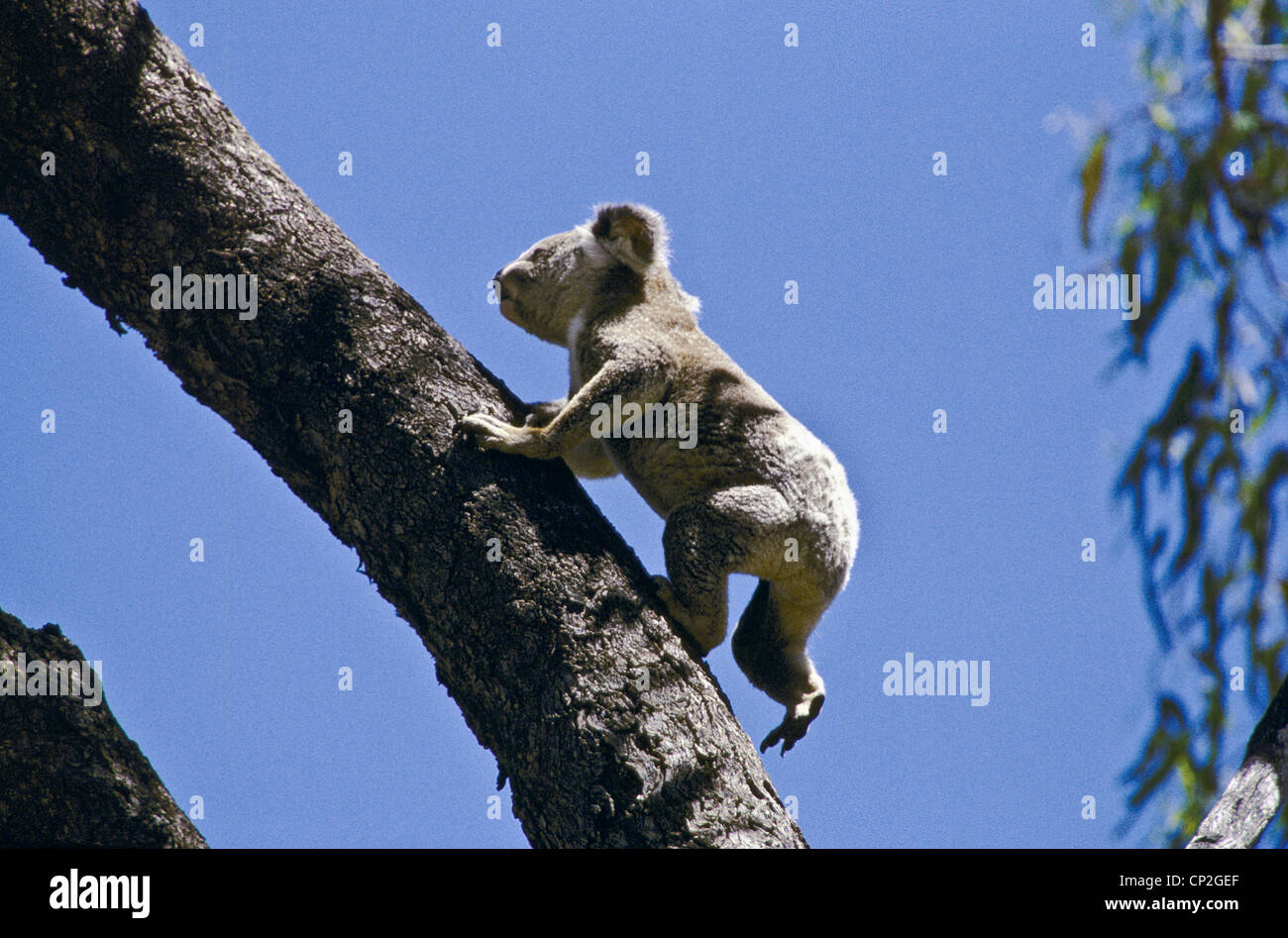 Koala (Phascolarctos cinereus adustus), open rural woodlands near Springsure, Central Highlands, Queensland, Australia Stock Photo