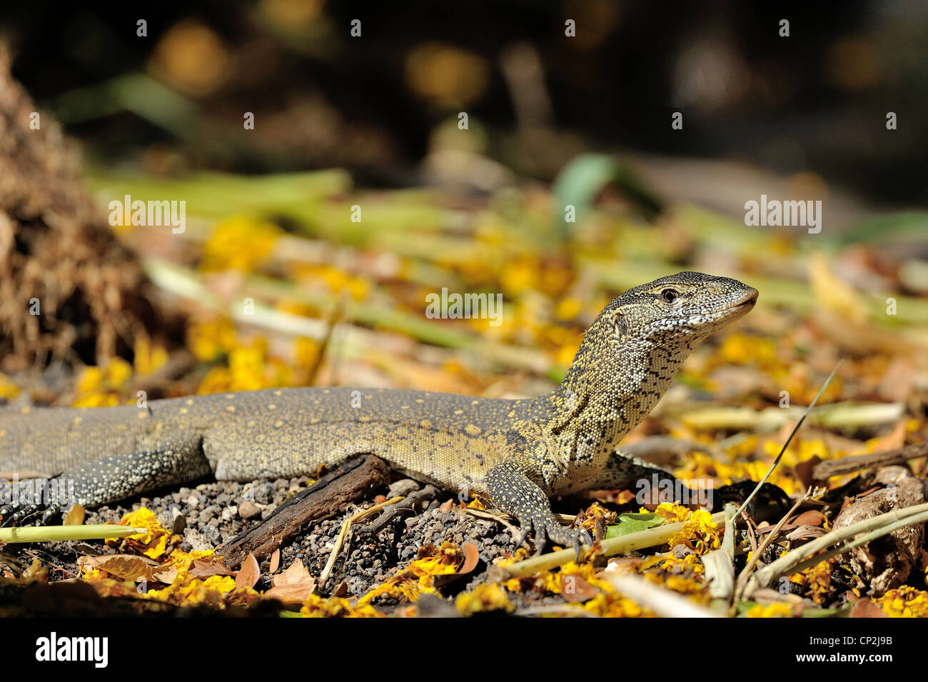 Nile monitor - Water Leguaan (Varanus niloticus - Lacerta monitor - Lacerta nilotica) looking for food on the ground Stock Photo