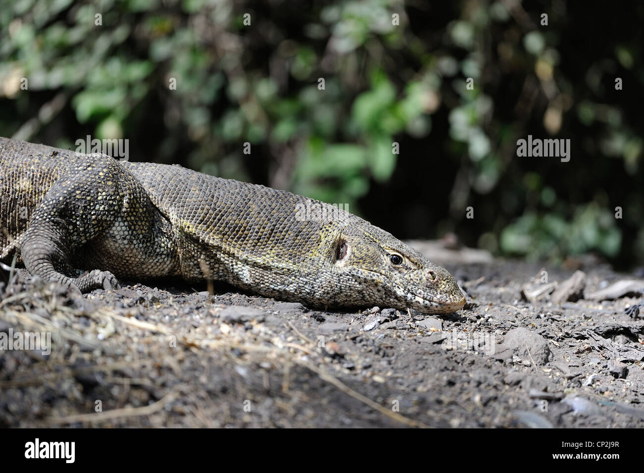 Nile monitor - Water Leguaan (Varanus niloticus - Lacerta monitor - Lacerta nilotica) looking for food on the ground Stock Photo