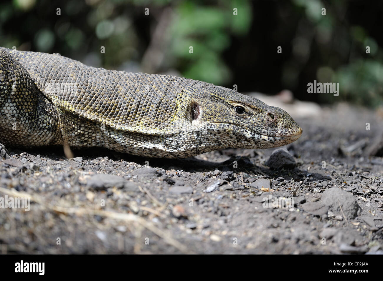 Nile monitor - Water Leguaan (Varanus niloticus - Lacerta monitor - Lacerta nilotica) looking for food on the ground Stock Photo