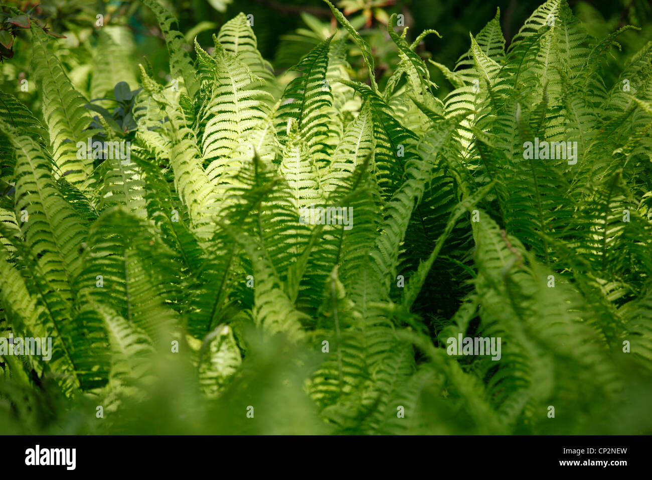 Sensitive Fern, Onclea sensibilis, in spring in the forest Stock Photo