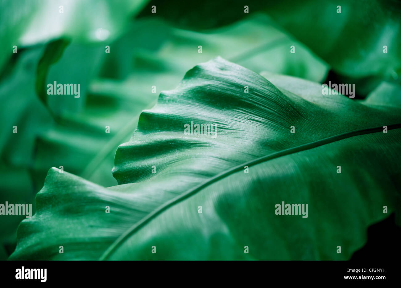 Tropical palm plant, green thick leaves Stock Photo Alamy