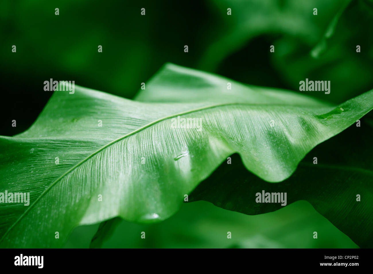 Tropical palm plant, green thick leaves Stock Photo