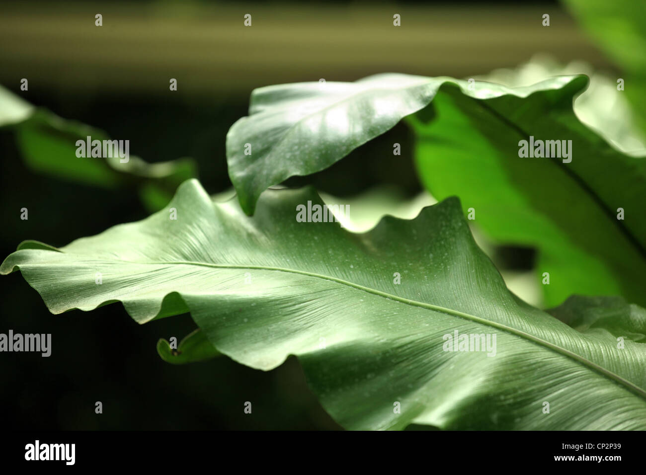 Tropical palm plant, green thick leaves Stock Photo Alamy