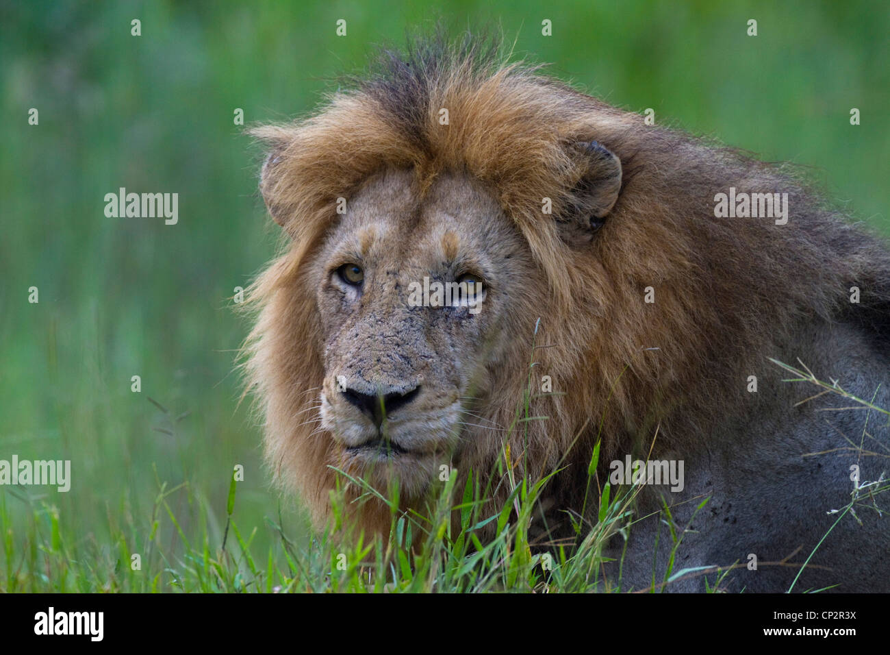 Portrait of a male lion with big mane Stock Photo