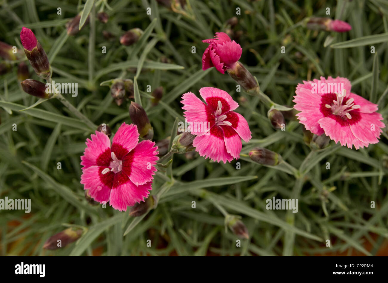 Dianthus India Star Stock Photo