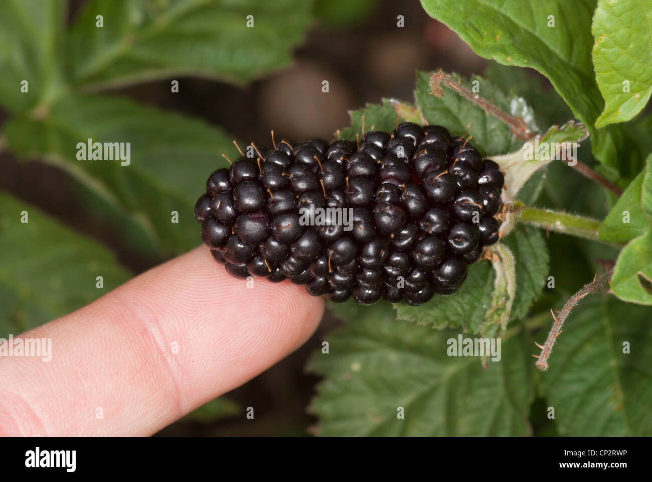 Single Blackberry, 'Black Butte' Stock Photo