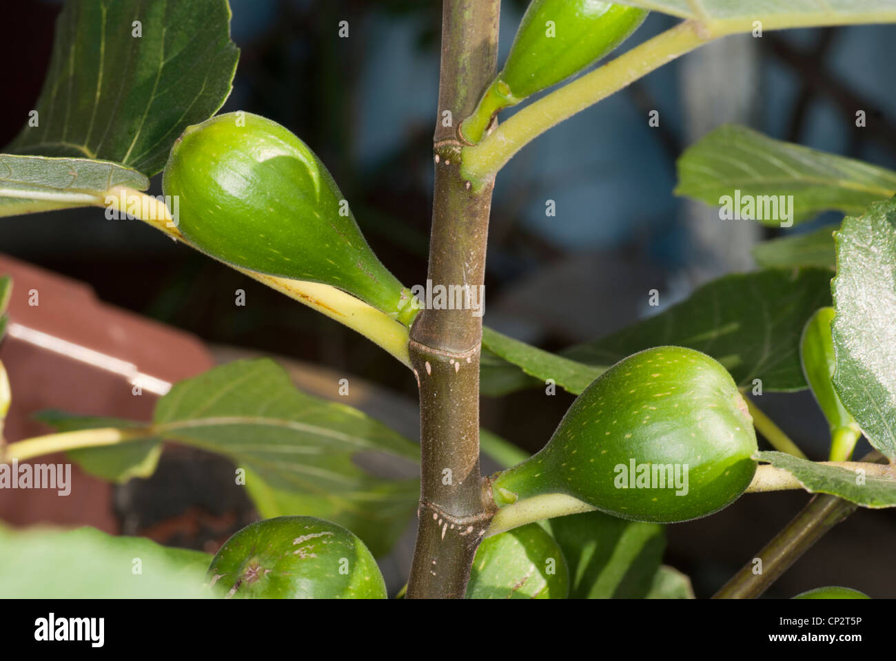 Common fig (Ficus carica) variety 
