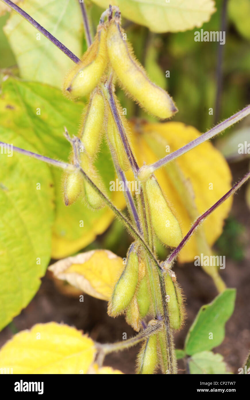 Soya beans growing in the UK Stock Photo Alamy