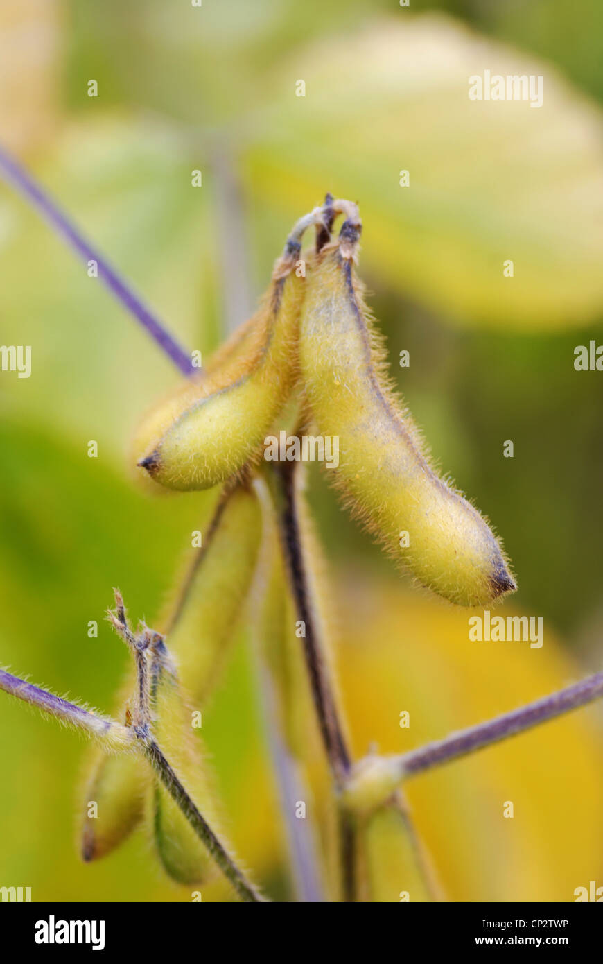 Soya beans growing in the UK Stock Photo Alamy