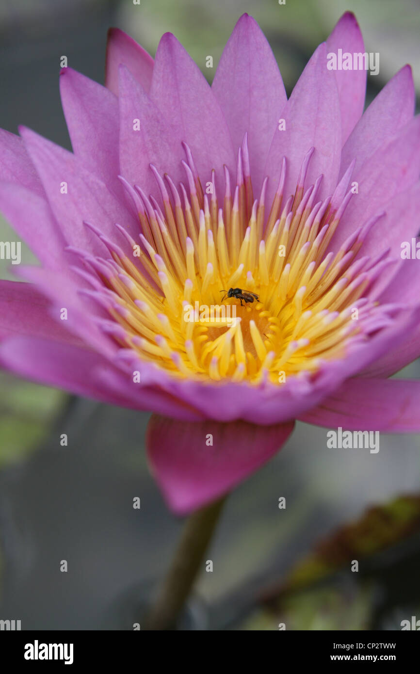 Closeup of a beautiful purple water lily flower Stock Photo - Alamy