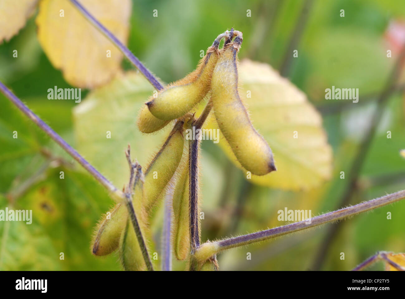 Soya beans growing in the UK Stock Photo Alamy
