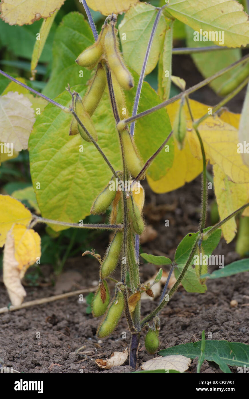 Soya beans growing in the UK Stock Photo Alamy