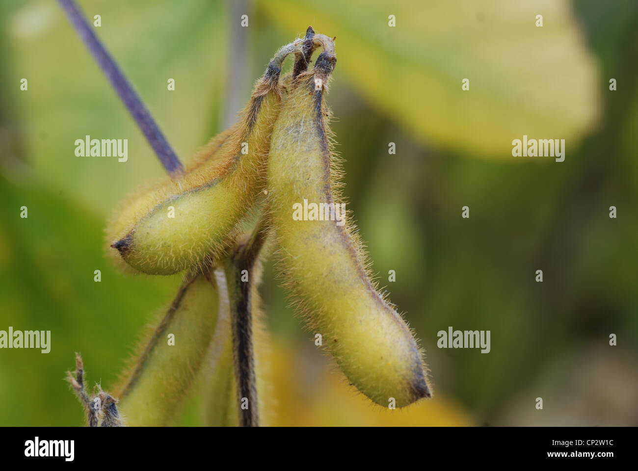 Soya beans growing in the UK Stock Photo Alamy
