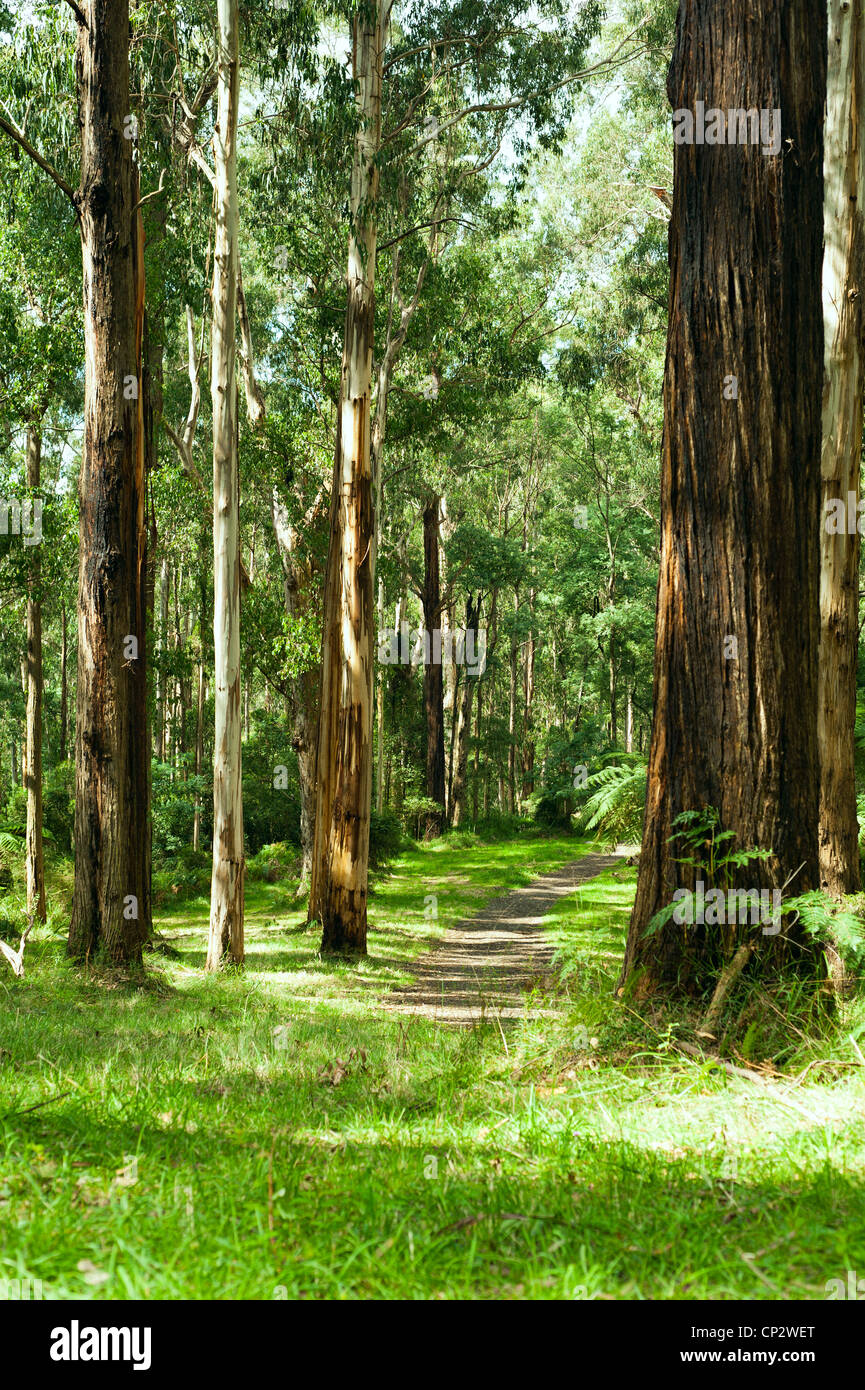 Forest, Dandenong Ranges National Park, Yarra Valley, near Melbourne Australia Stock Photo