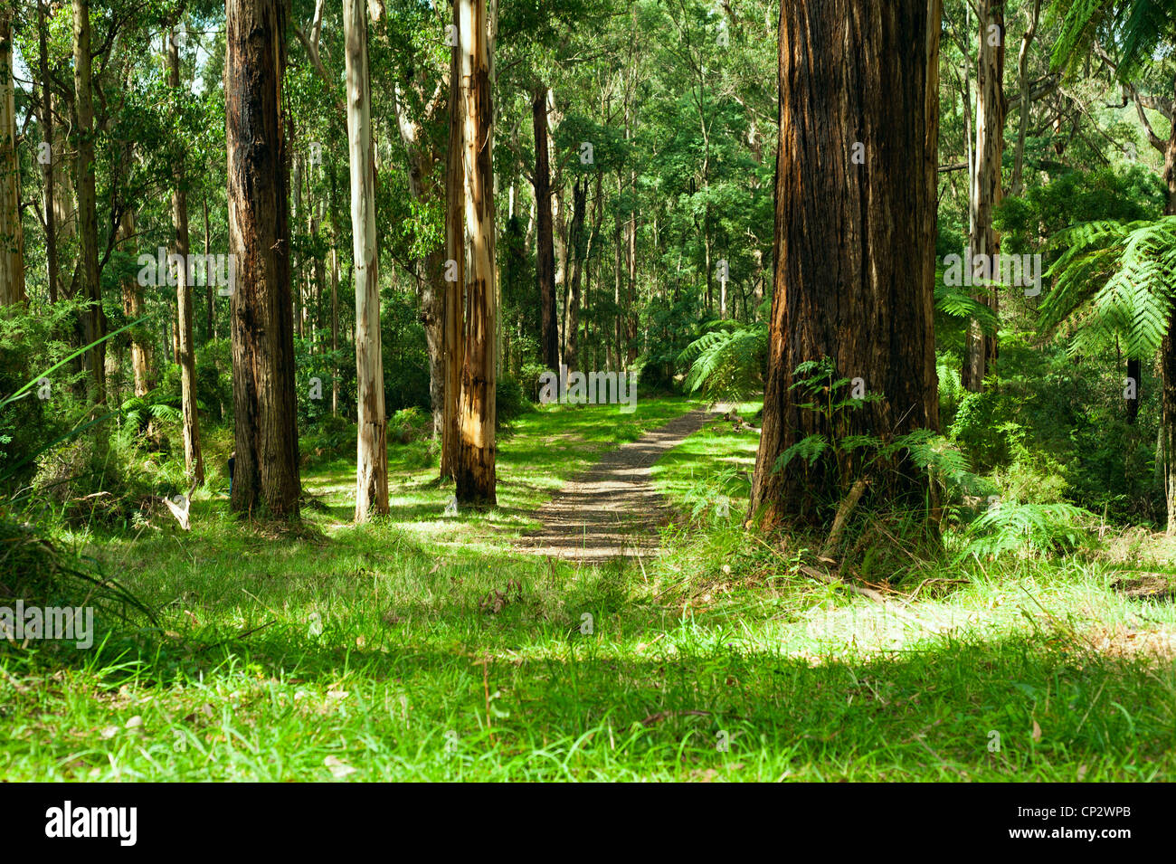 Forest, Dandenong Ranges National Park, Yarra Valley, near Melbourne Australia Stock Photo