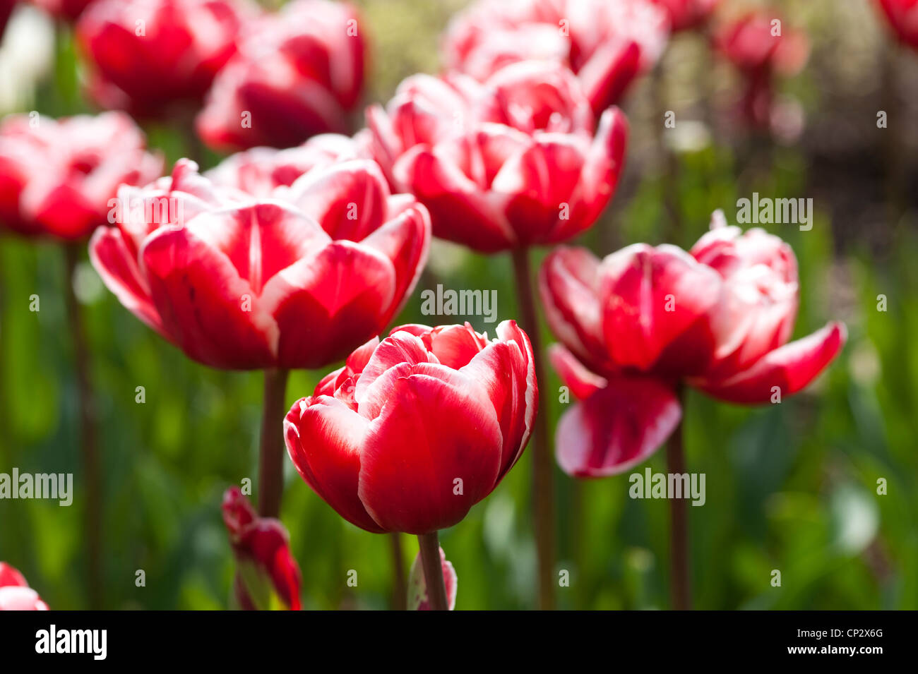 Tulipa Drumline Stock Photo