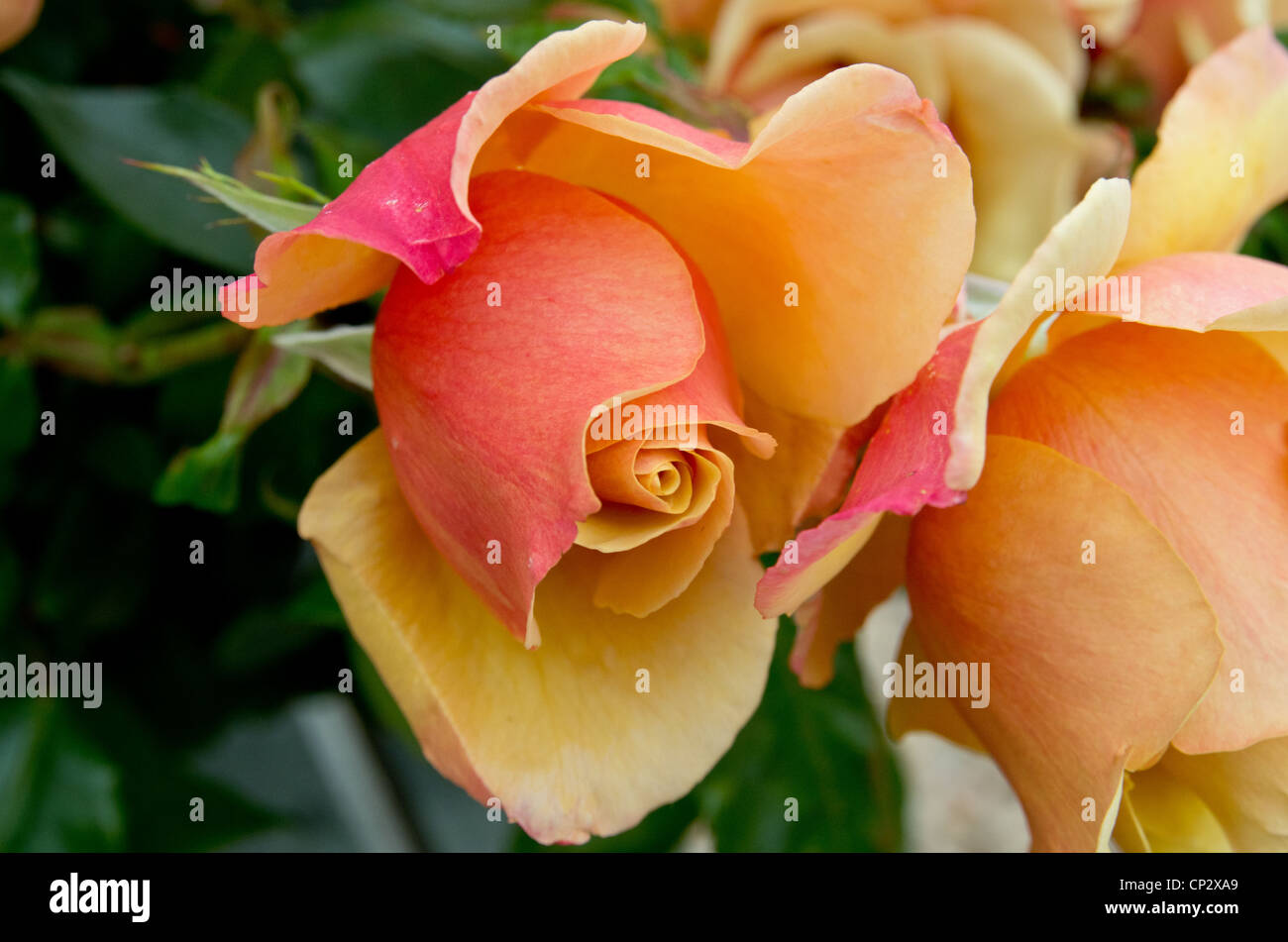 Rose Belle High Resolution Stock Photography and Images - Alamy