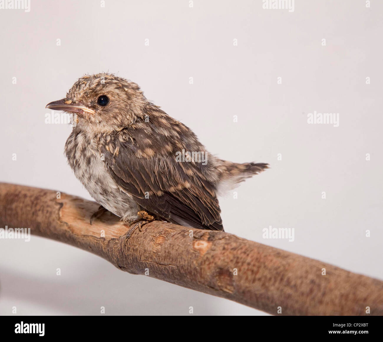 Spotted Flycatcher, Fledgling Stock Photo