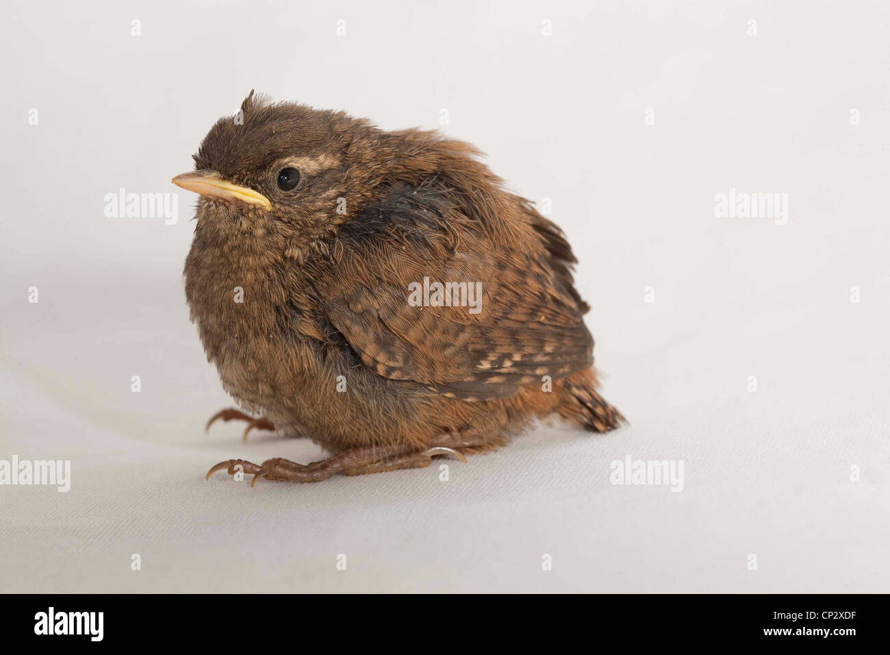 Wren Fledgling Juvenile Stock Photo Alamy Wren Fledgling Juvenile Stock Photo Alamy